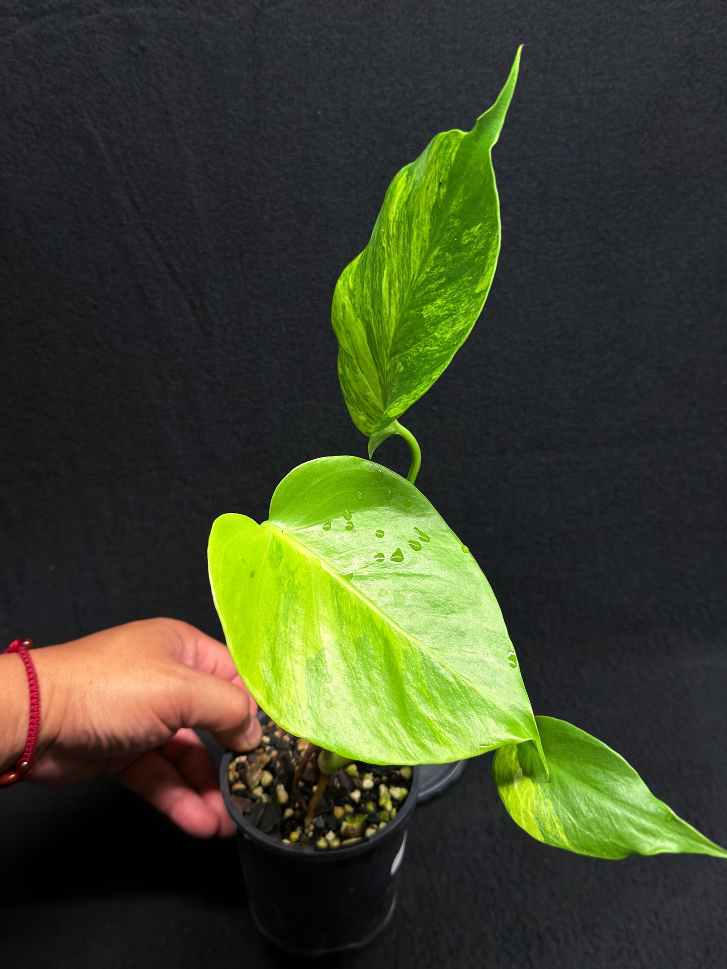 Monstera borsigiana 'Aurea variegated' H26