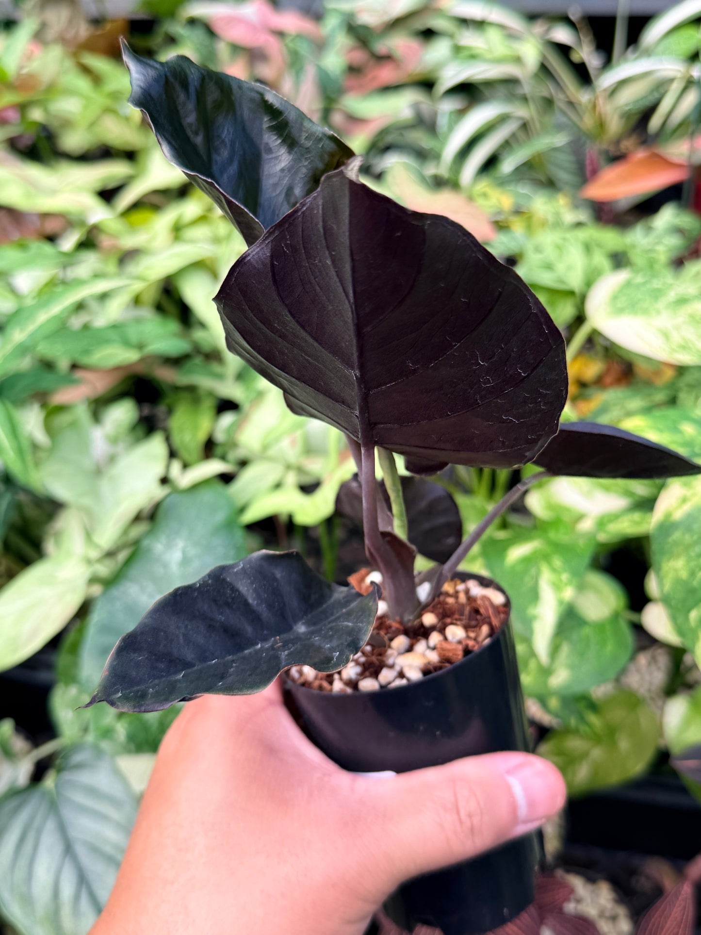 Alocasia infernalis 'Black Magic' N43