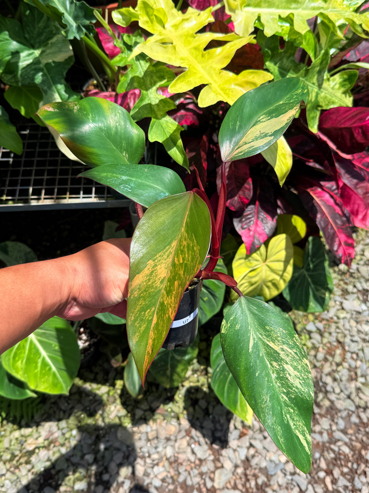 Philodendron 'Strawberry Shake' U7