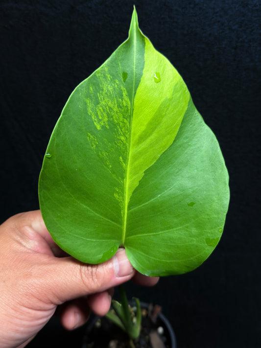 Monstera borsigiana 'Aurea variegated' H27