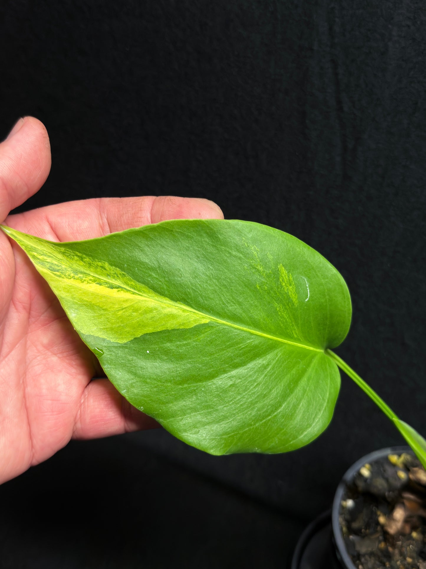 Monstera borsigiana 'Aurea variegated' H27