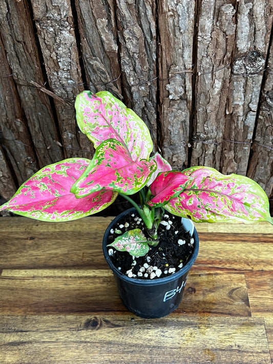 Aglaonema Red Beauty NOID B47