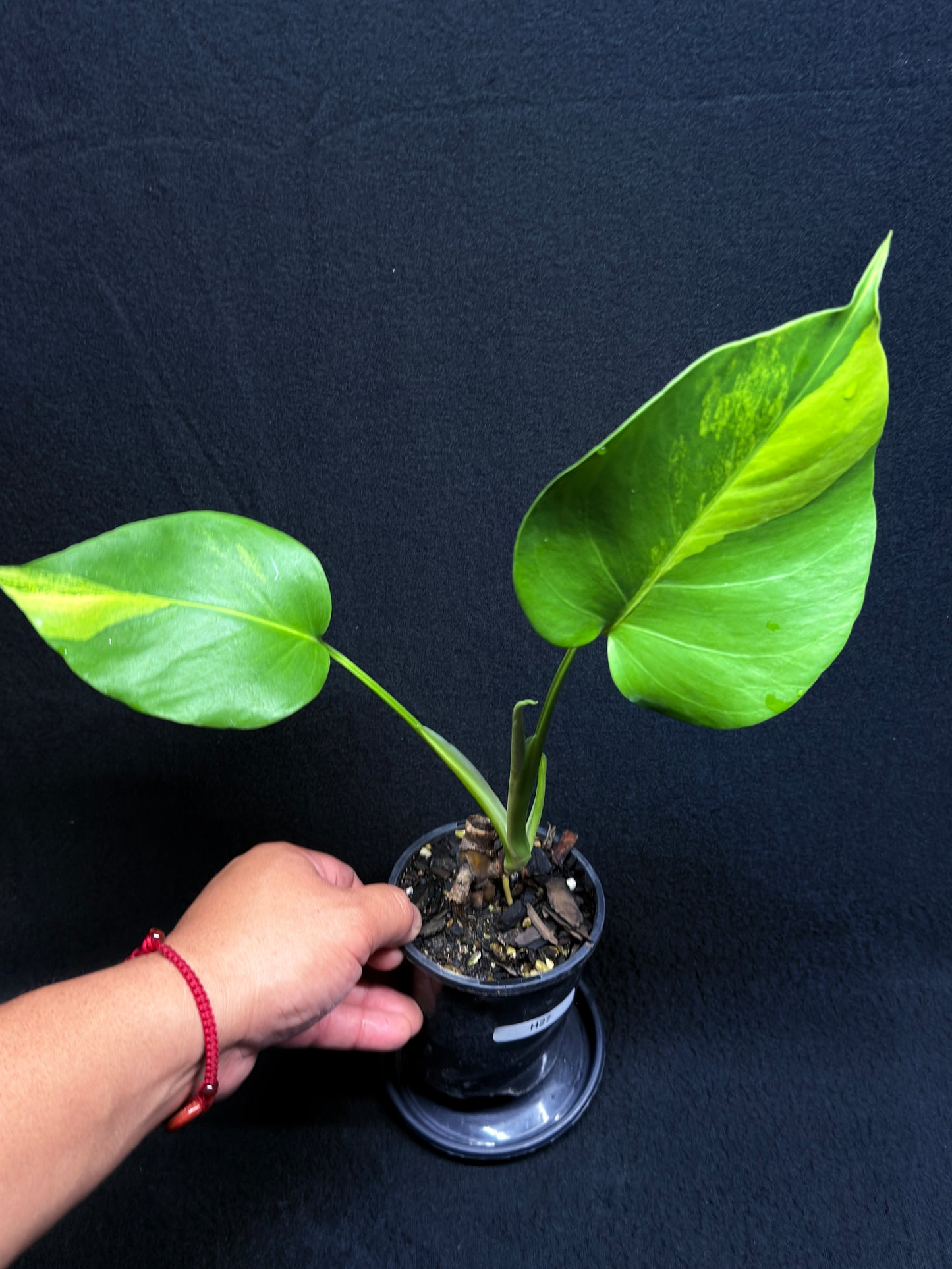 Monstera borsigiana 'Aurea variegated' H27