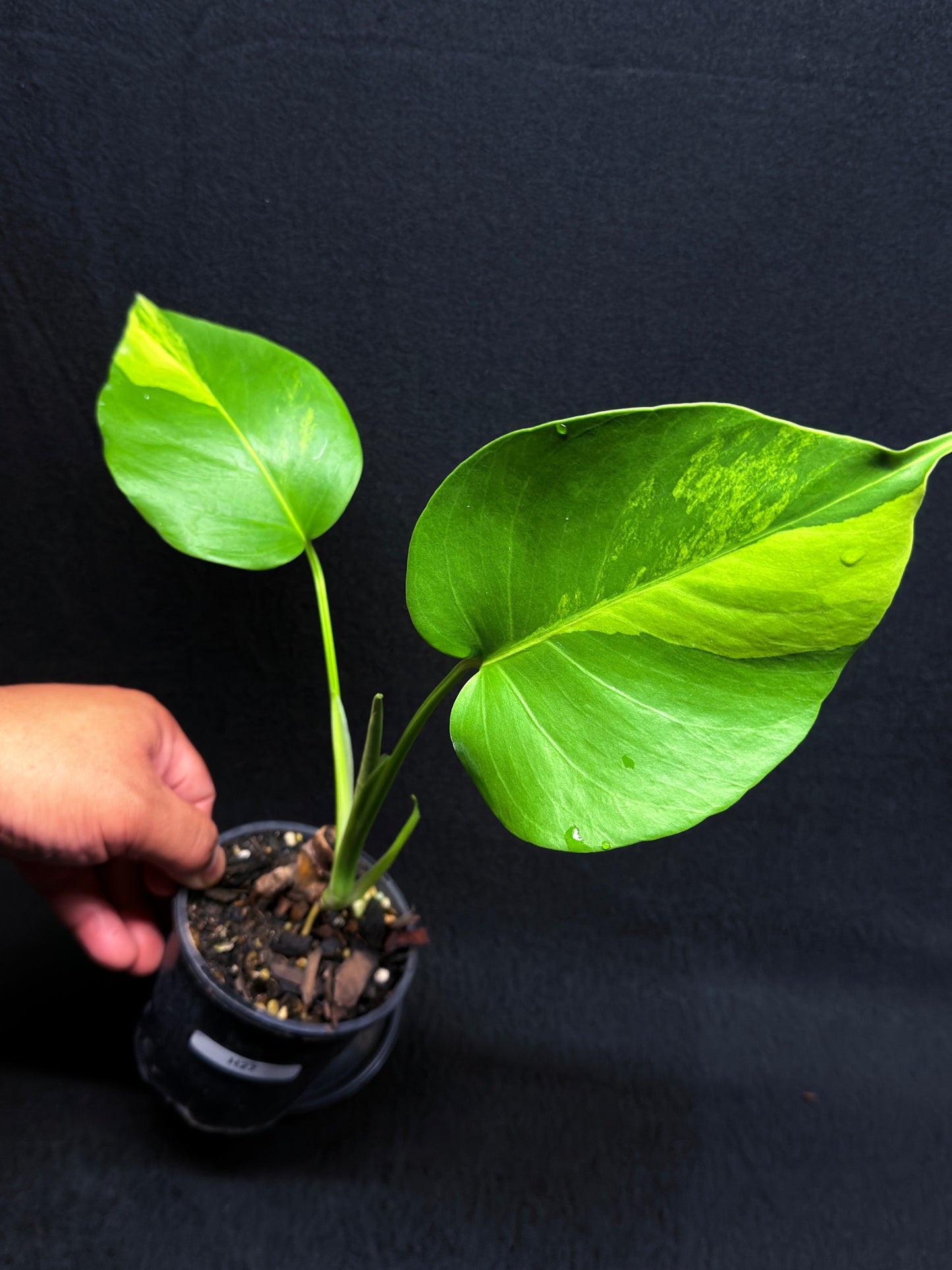 Monstera borsigiana 'Aurea variegated' H27