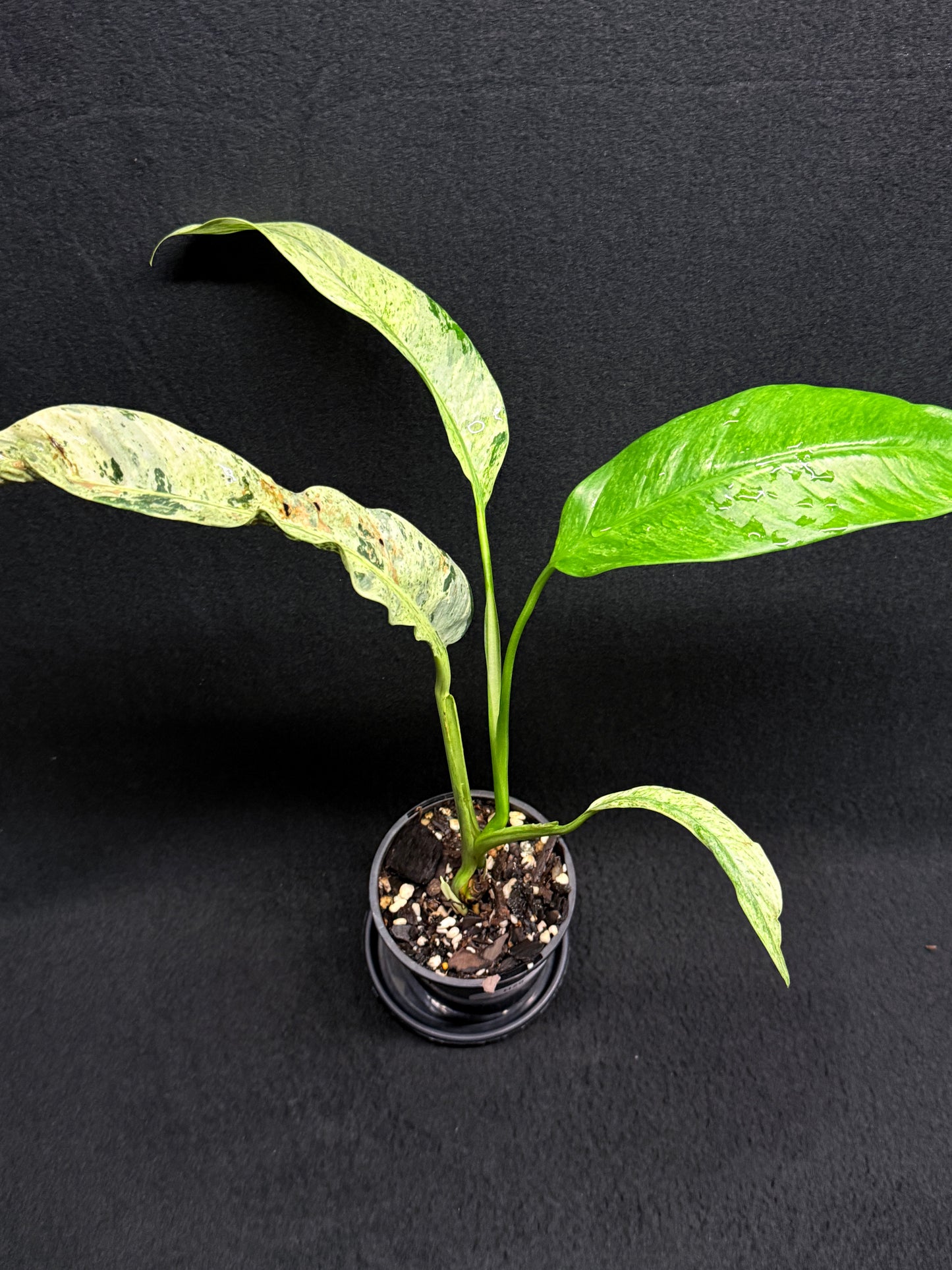 Epipremnum 'Gigantium Marble' H29