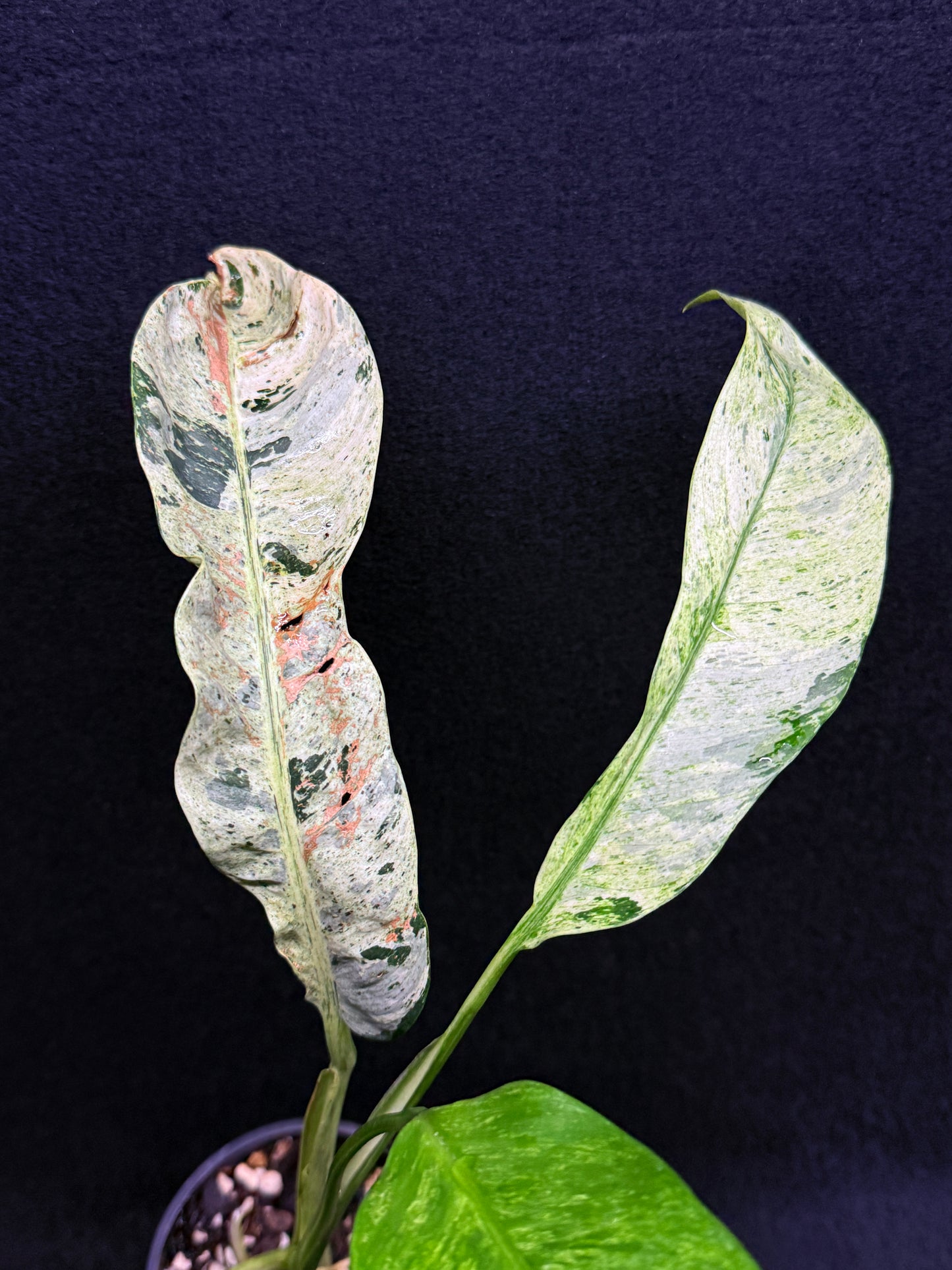 Epipremnum 'Gigantium Marble' H29