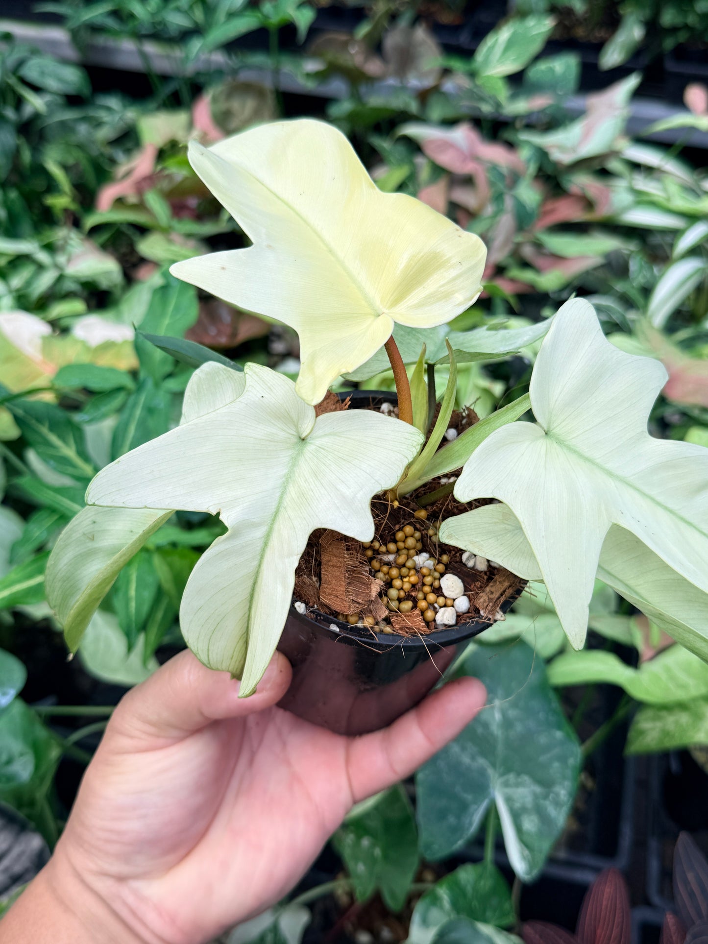 Philodendron 'Florida Ghost' N38