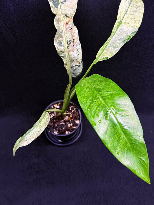 Epipremnum 'Gigantium Marble' H29