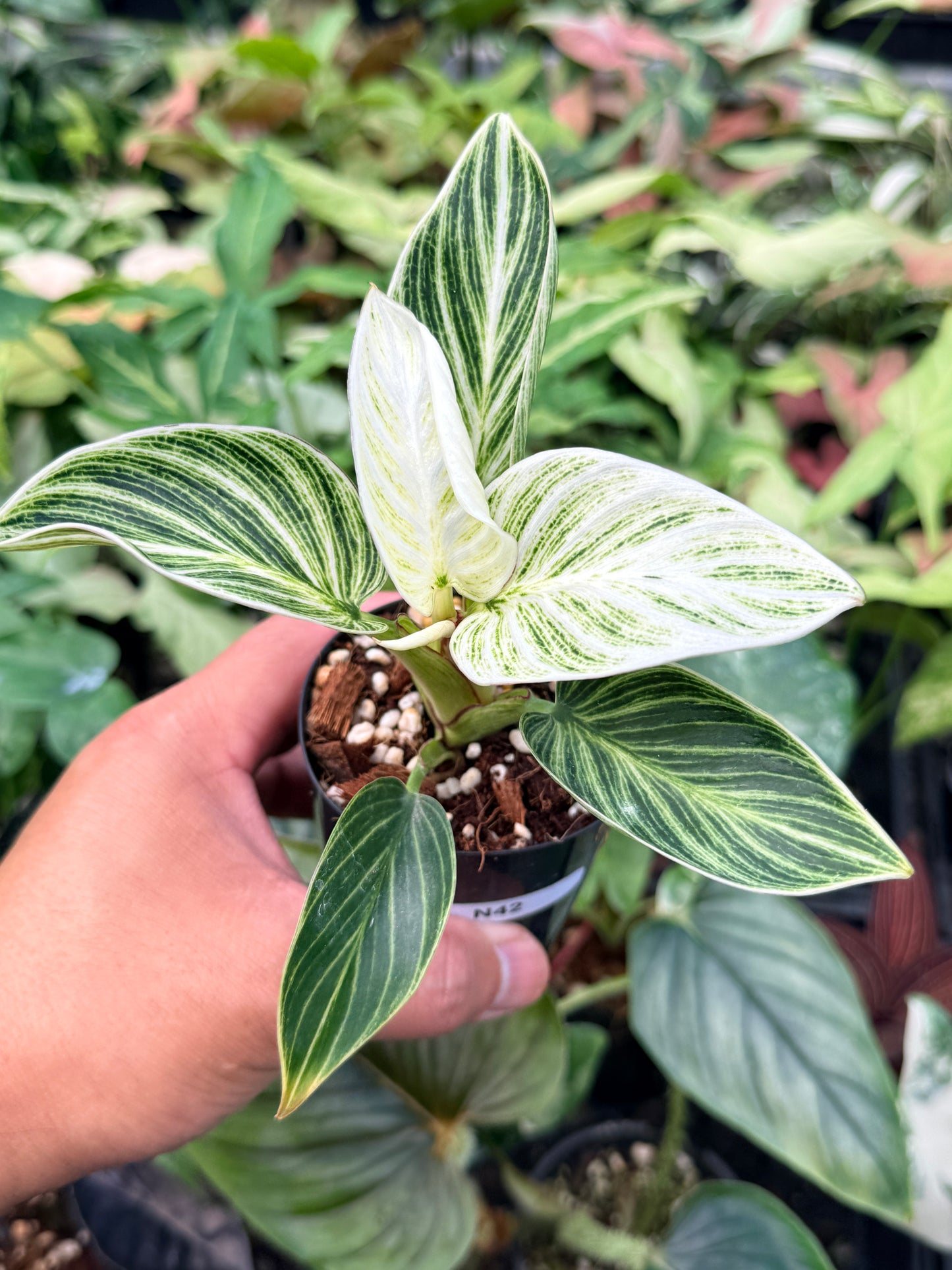 Philodendron 'Birkin' Variegata N42