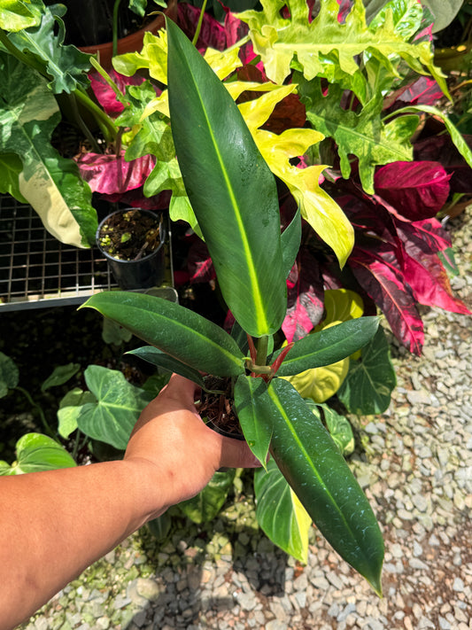 Philodendron Linnaei U15