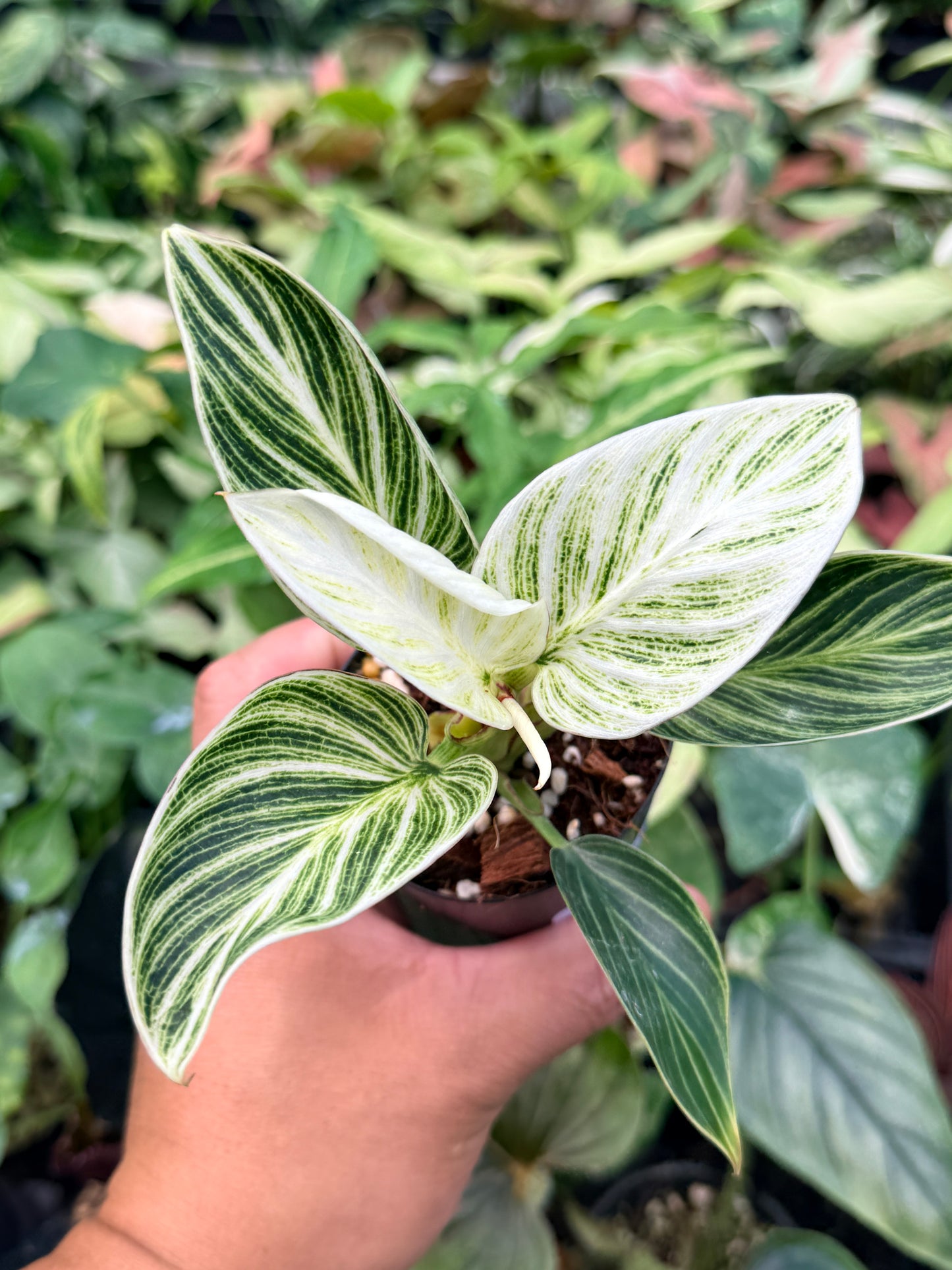 Philodendron 'Birkin' Variegata N42