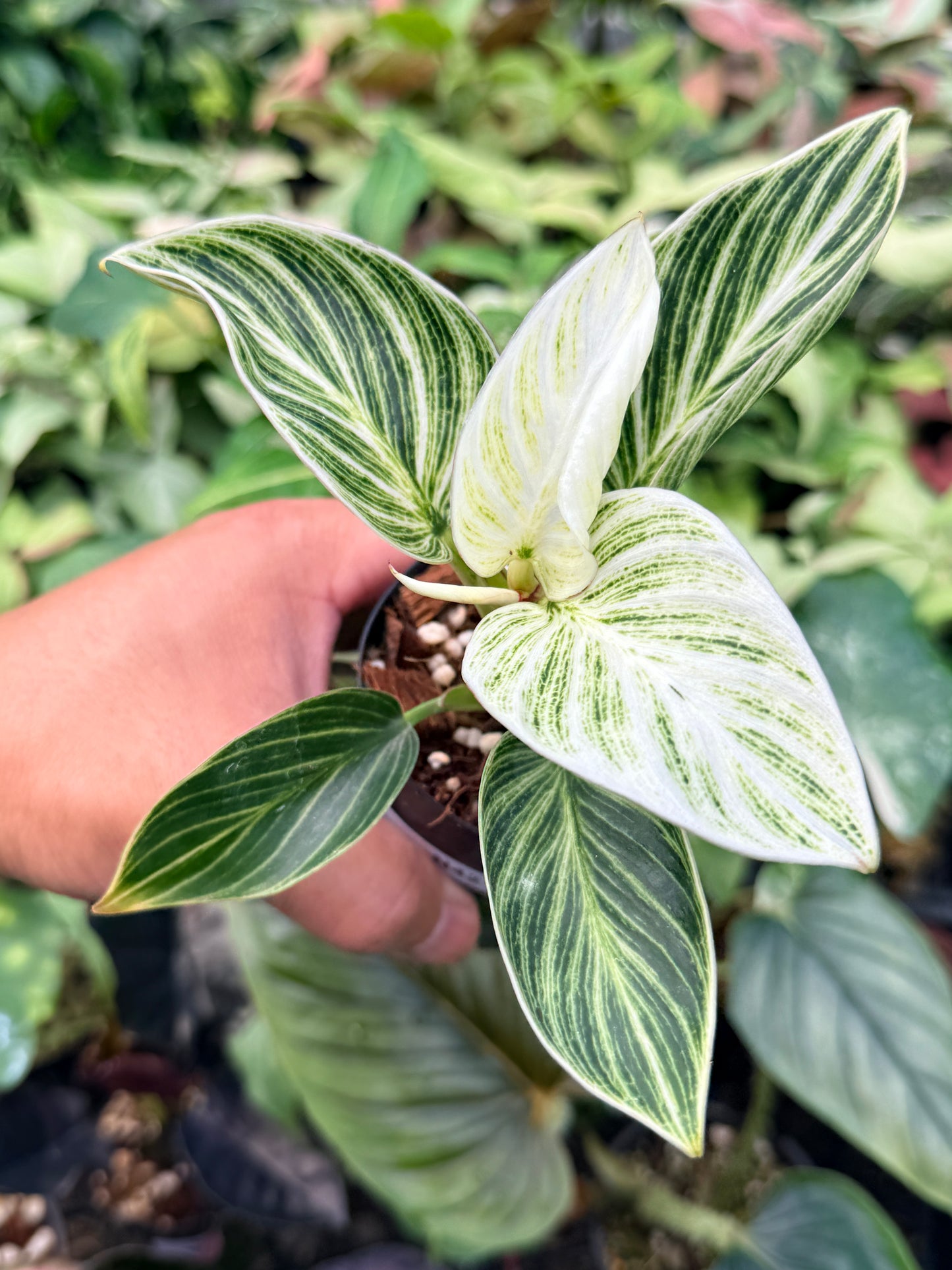 Philodendron 'Birkin' Variegata N42