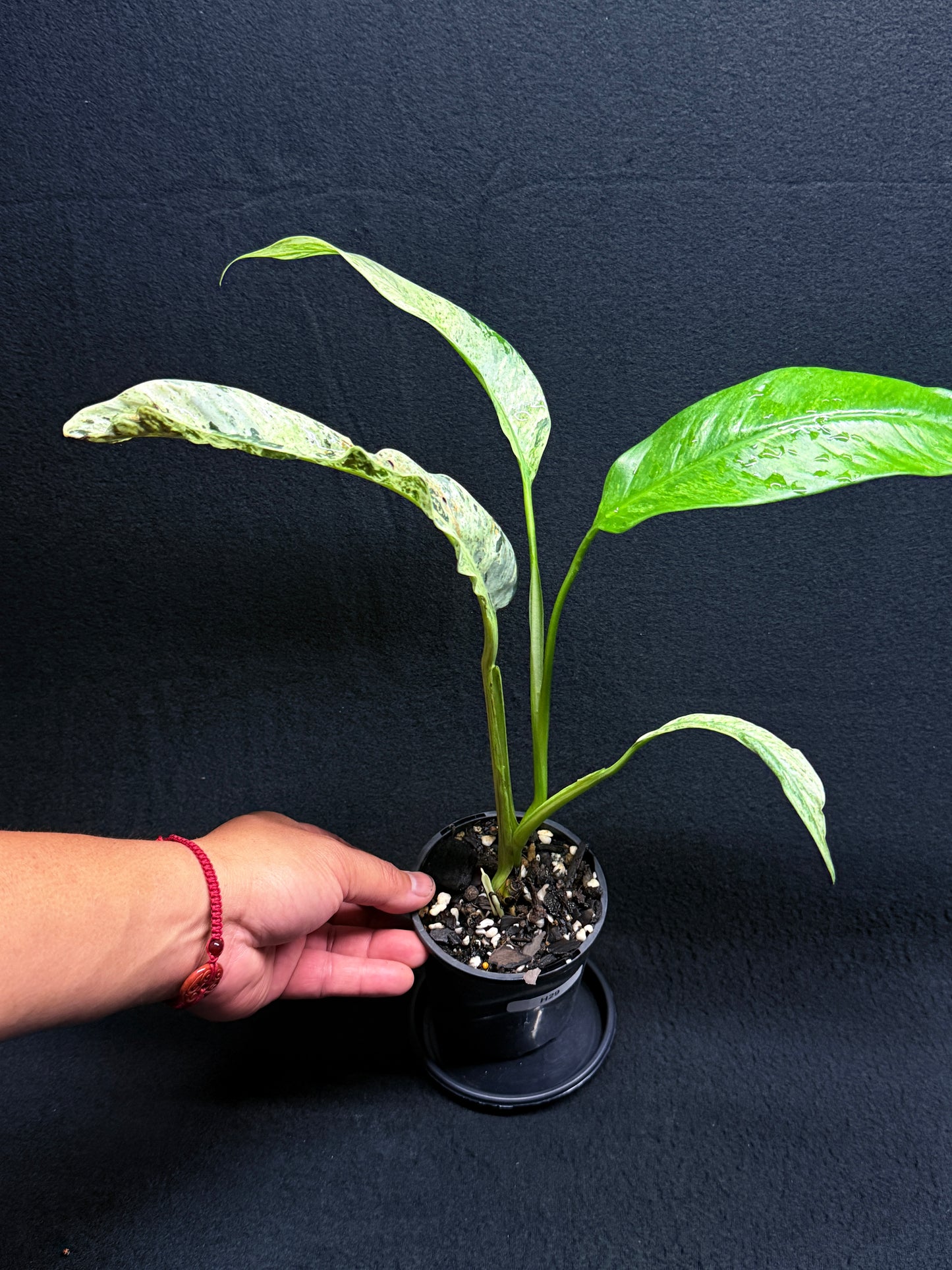 Epipremnum 'Gigantium Marble' H29