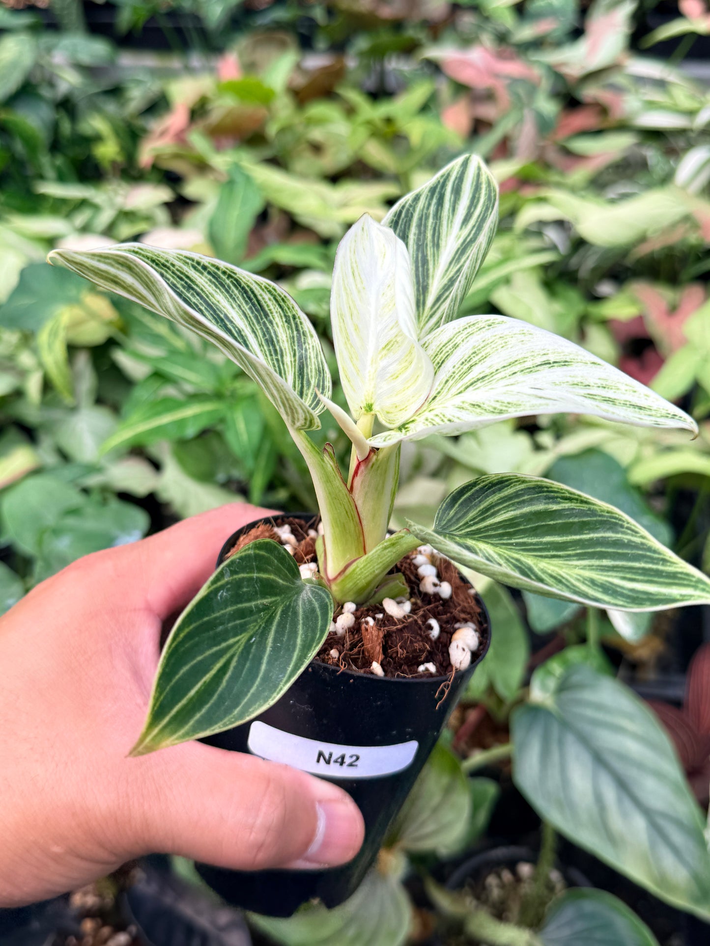 Philodendron 'Birkin' Variegata N42