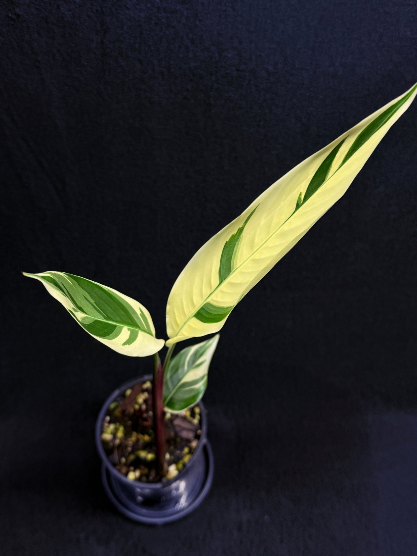 Heliconia Psittacorum Variegated 'Lady Di' - Rarely Offered H30