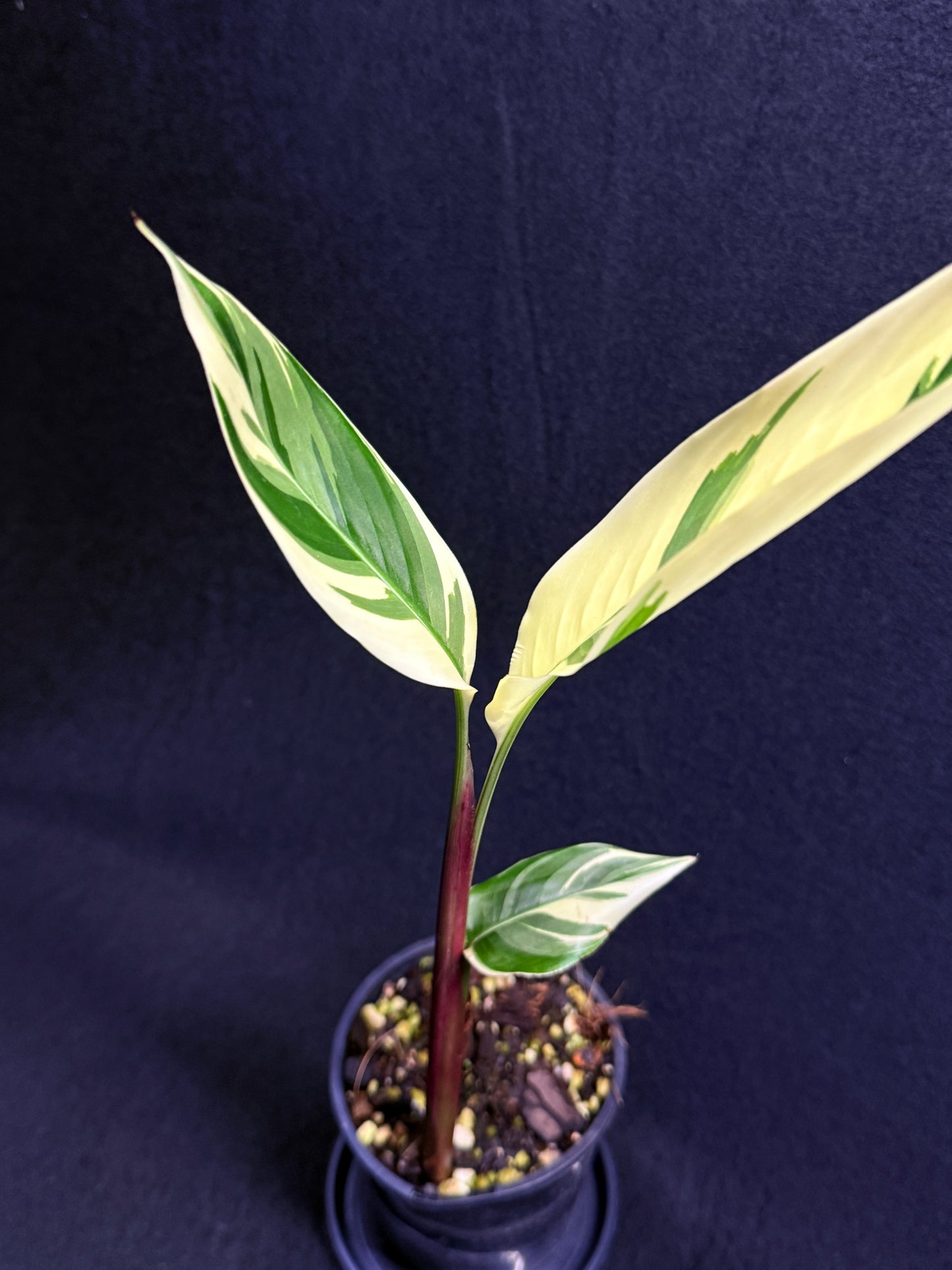 Heliconia Psittacorum Variegated 'Lady Di' - Rarely Offered H30