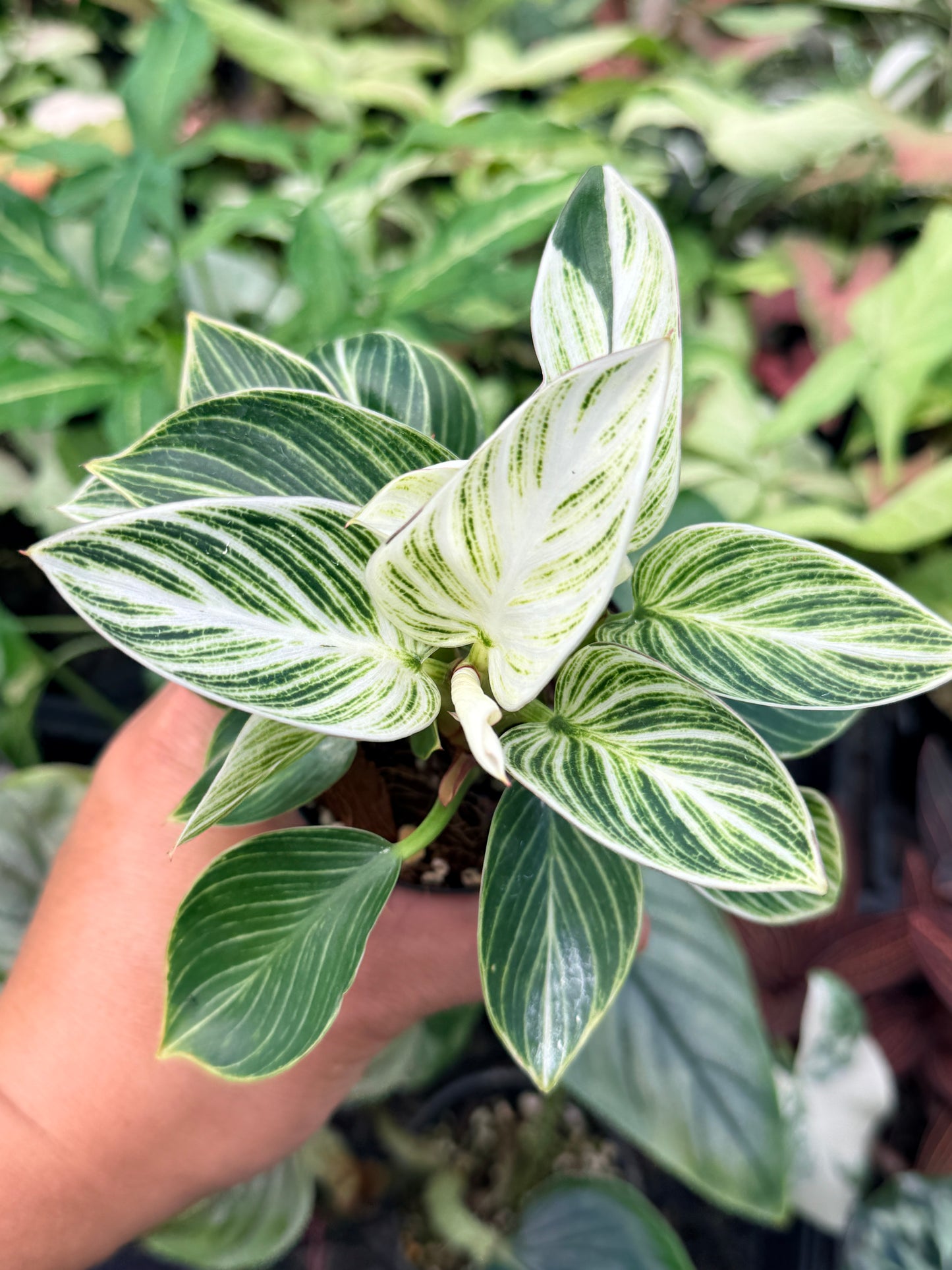 Philodendron 'Birkin' Variegata N41