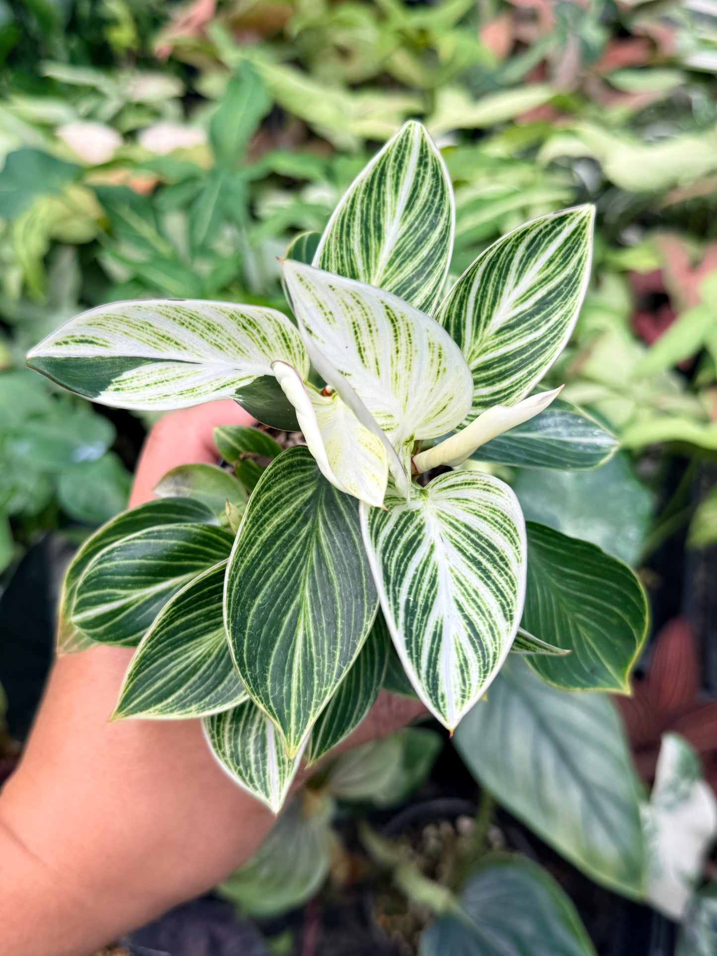 Philodendron 'Birkin' Variegata N41