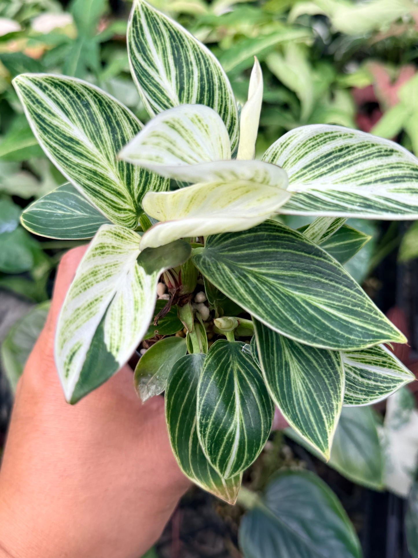 Philodendron 'Birkin' Variegata N41