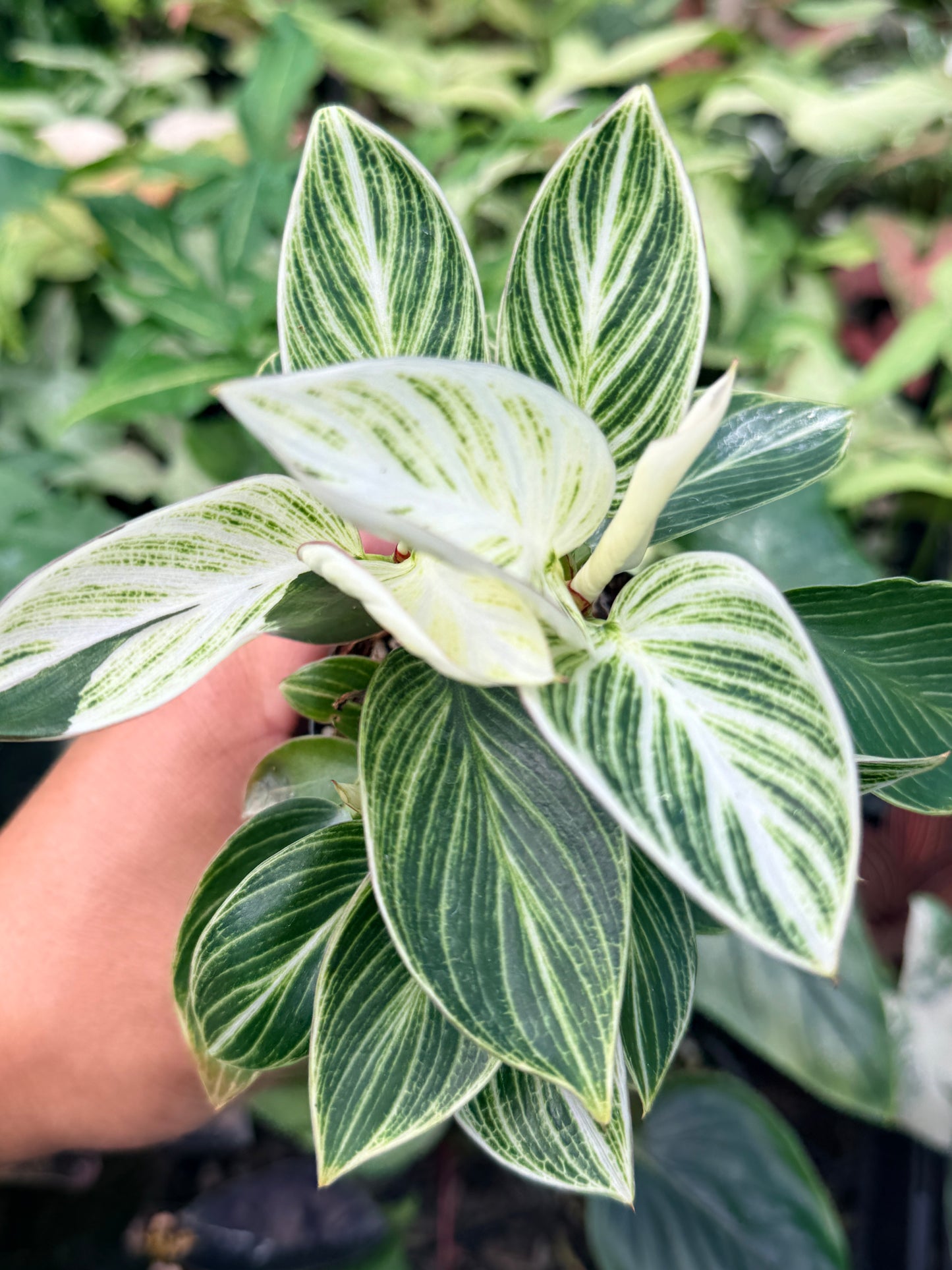 Philodendron 'Birkin' Variegata N41
