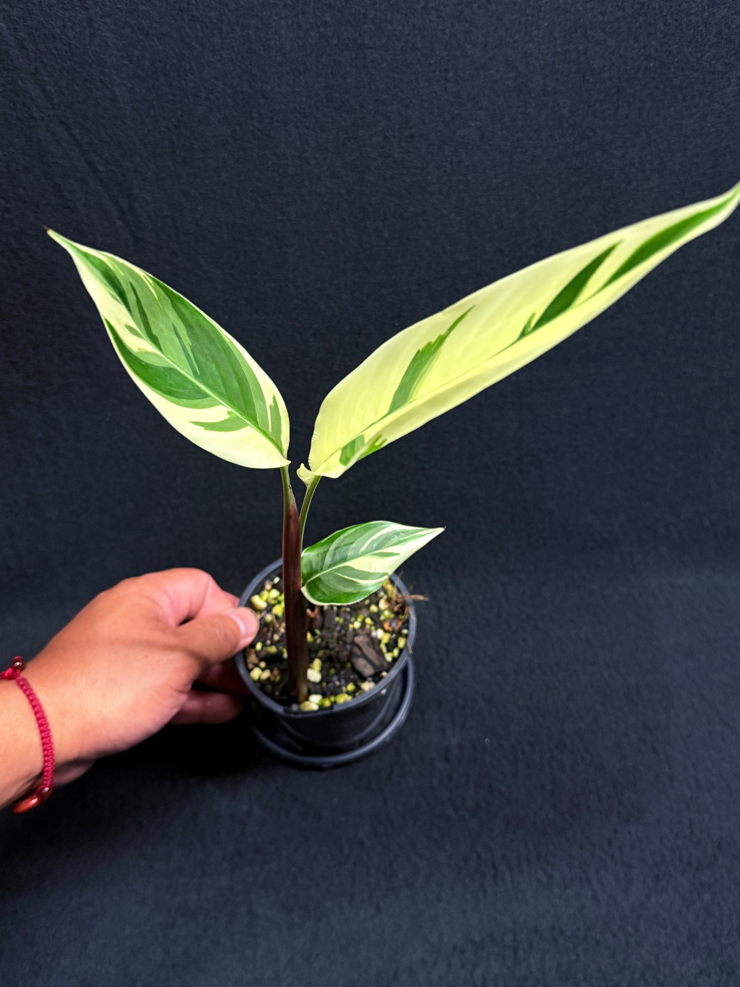 Heliconia Psittacorum Variegated 'Lady Di' - Rarely Offered H30
