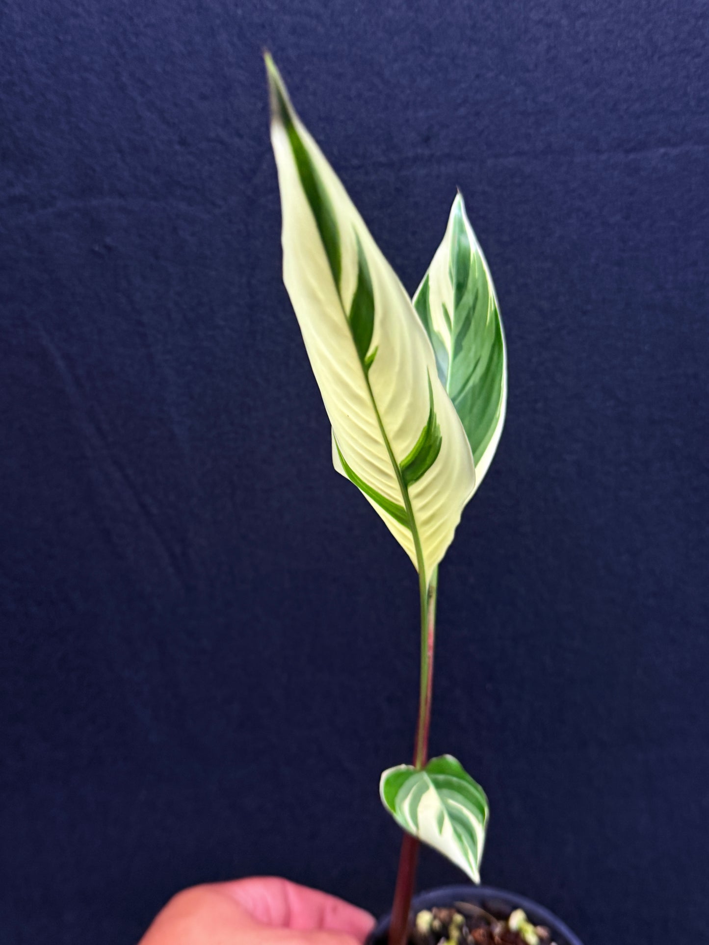 Heliconia Psittacorum Variegated 'Lady Di' - Rarely Offered H30