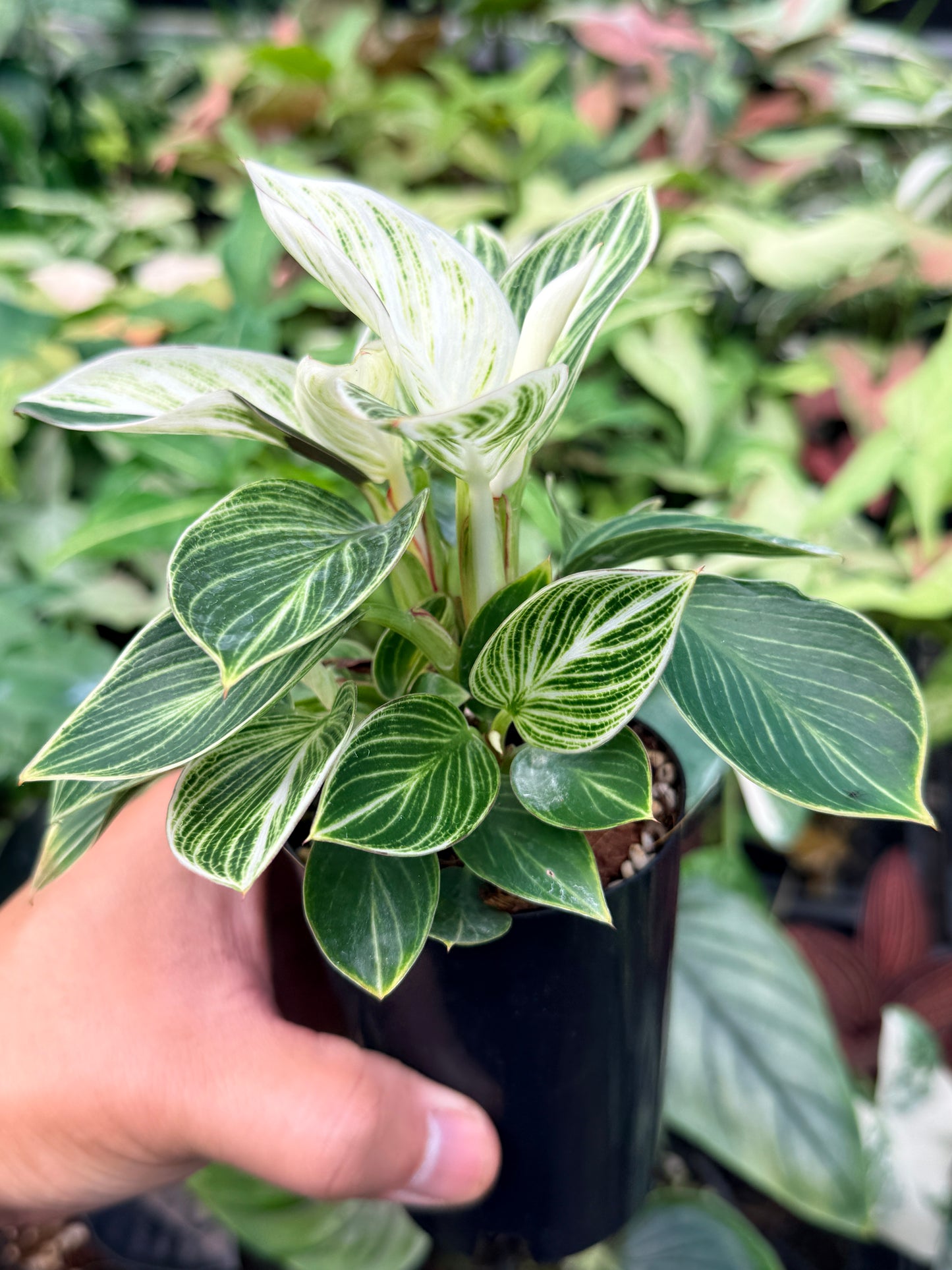 Philodendron 'Birkin' Variegata N41