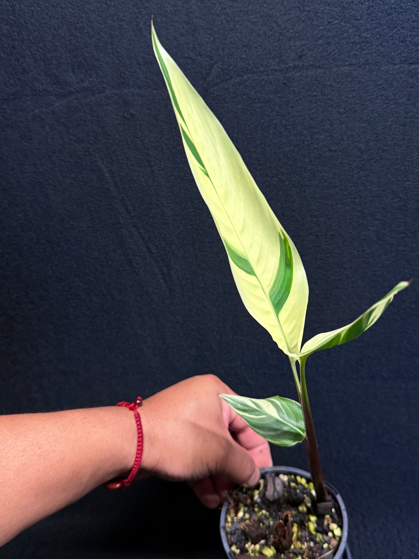 Heliconia Psittacorum Variegated 'Lady Di' - Rarely Offered H30