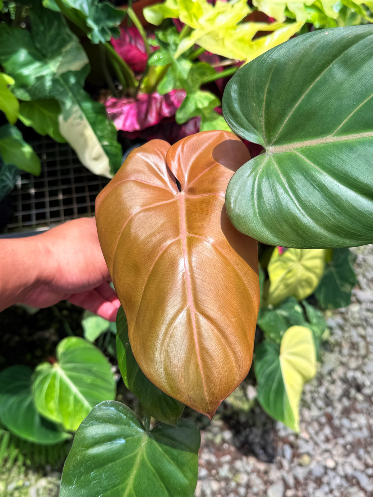 Philodendron 'Summer Glory' (Large) U12