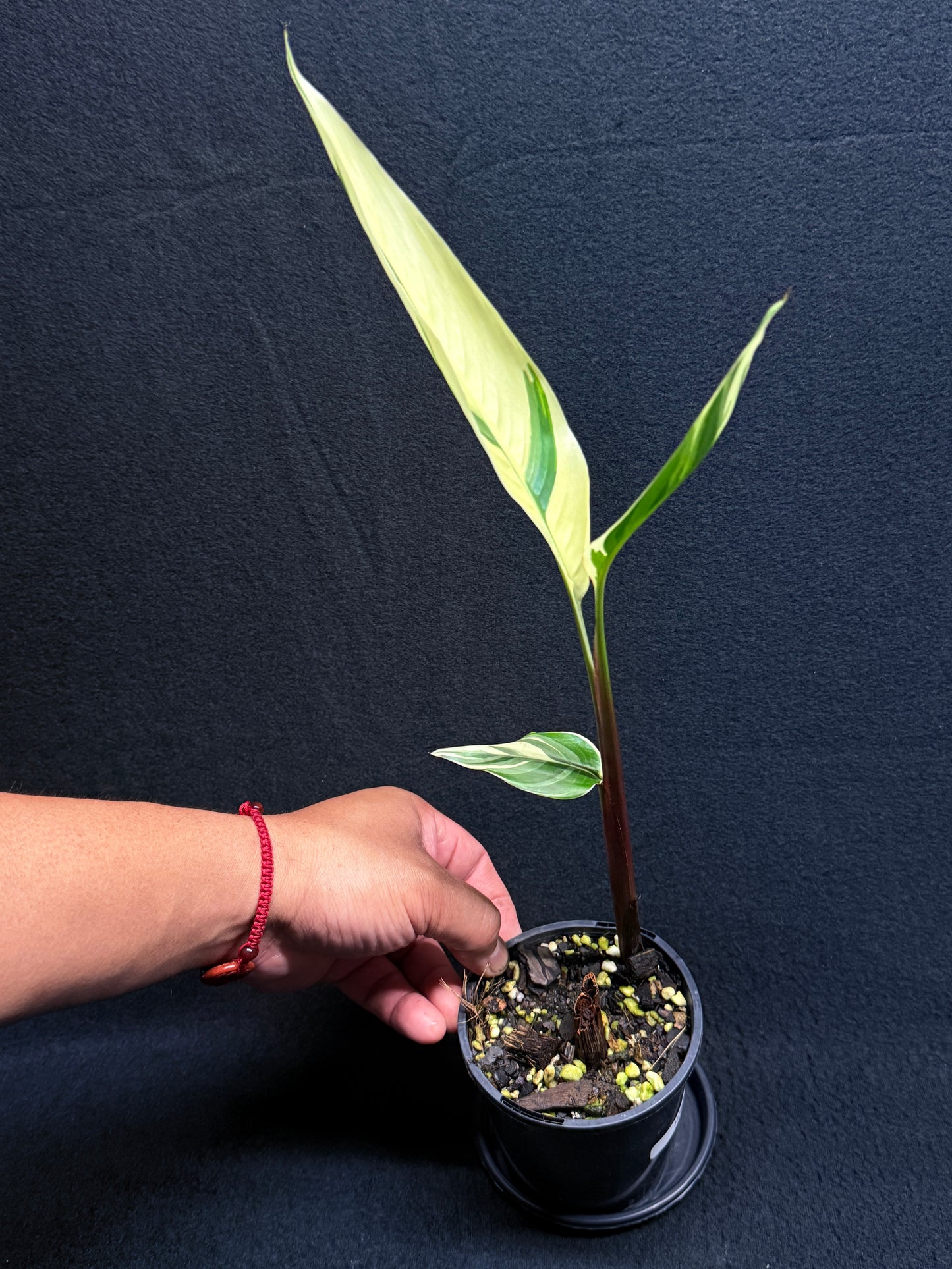 Heliconia Psittacorum Variegated 'Lady Di' - Rarely Offered H30