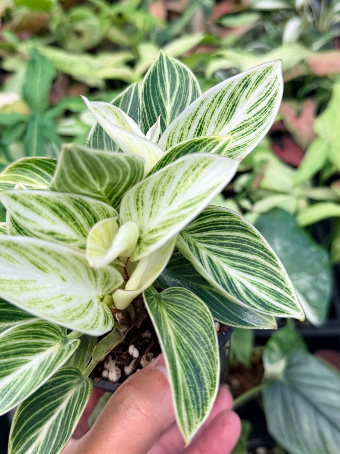 Philodendron 'Birkin' Variegata N39