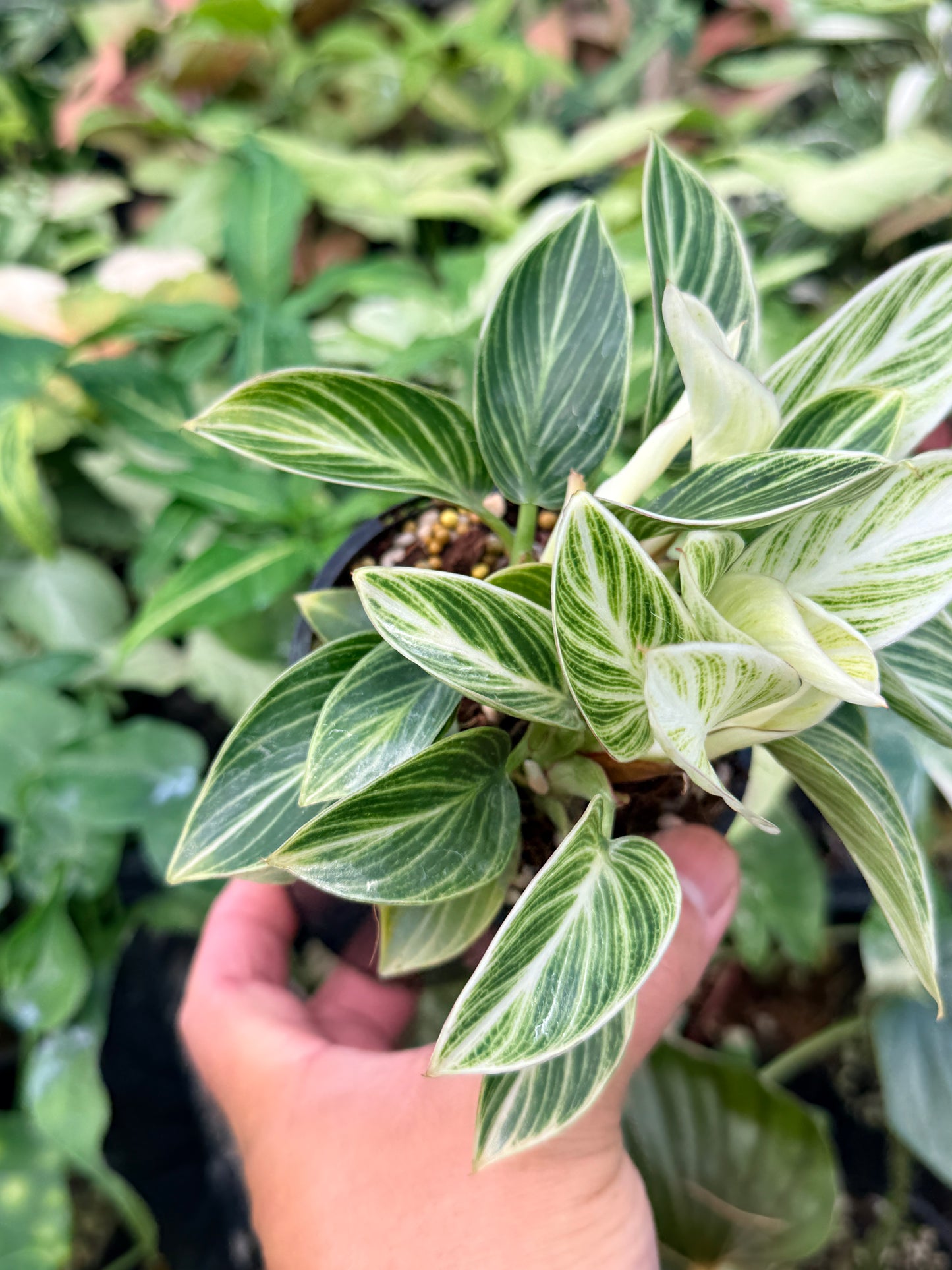 Philodendron 'Birkin' Variegata N39