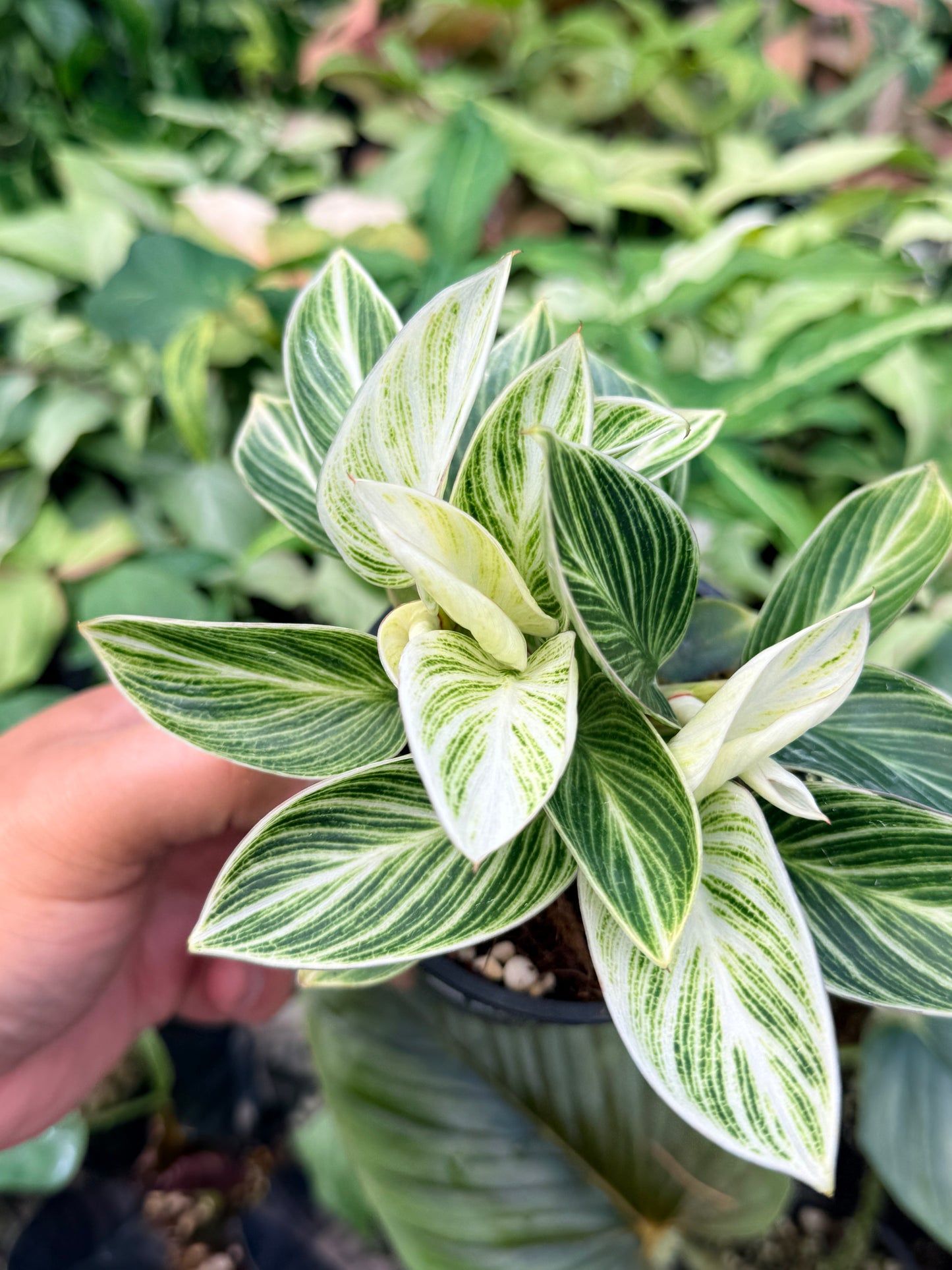 Philodendron 'Birkin' Variegata N39