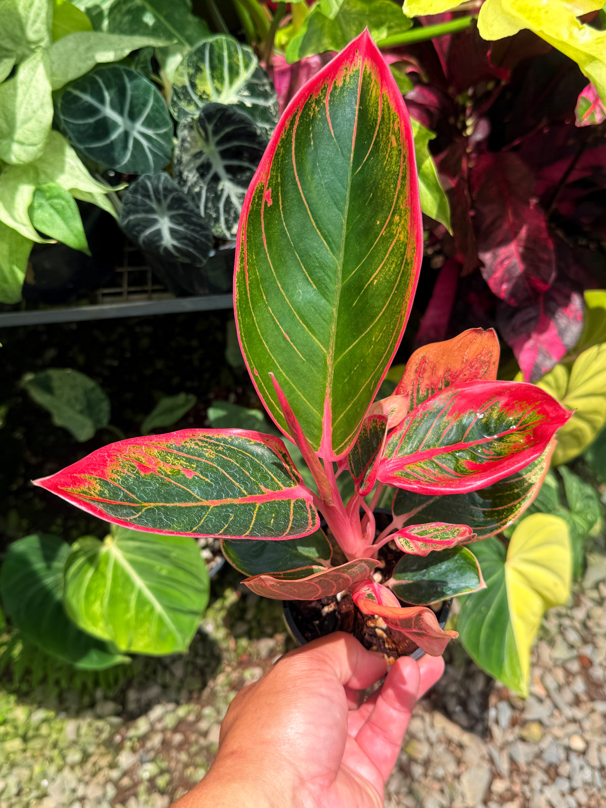 Aglaonema 'Lipstick Kanza' U16