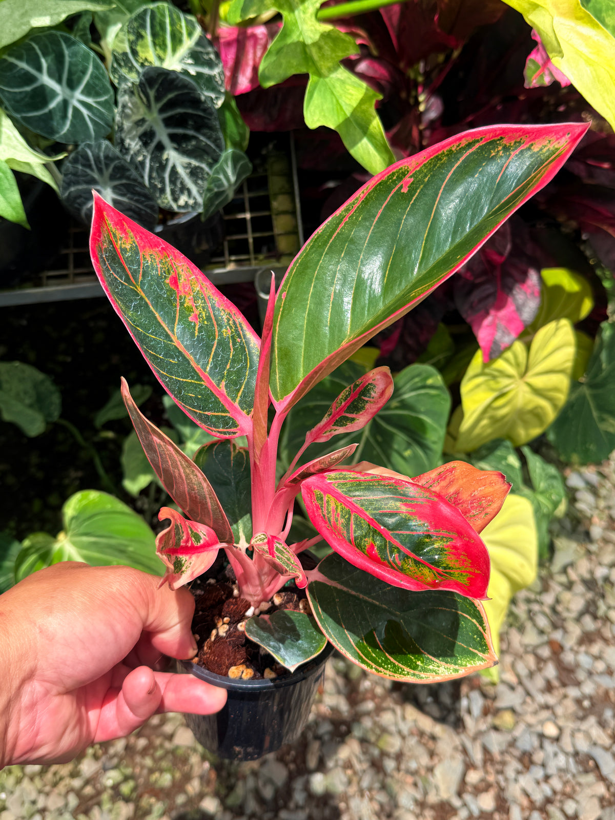 Aglaonema 'Lipstick Kanza' U16