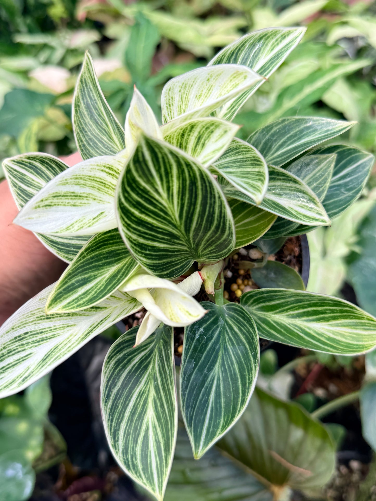 Philodendron 'Birkin' Variegata N39