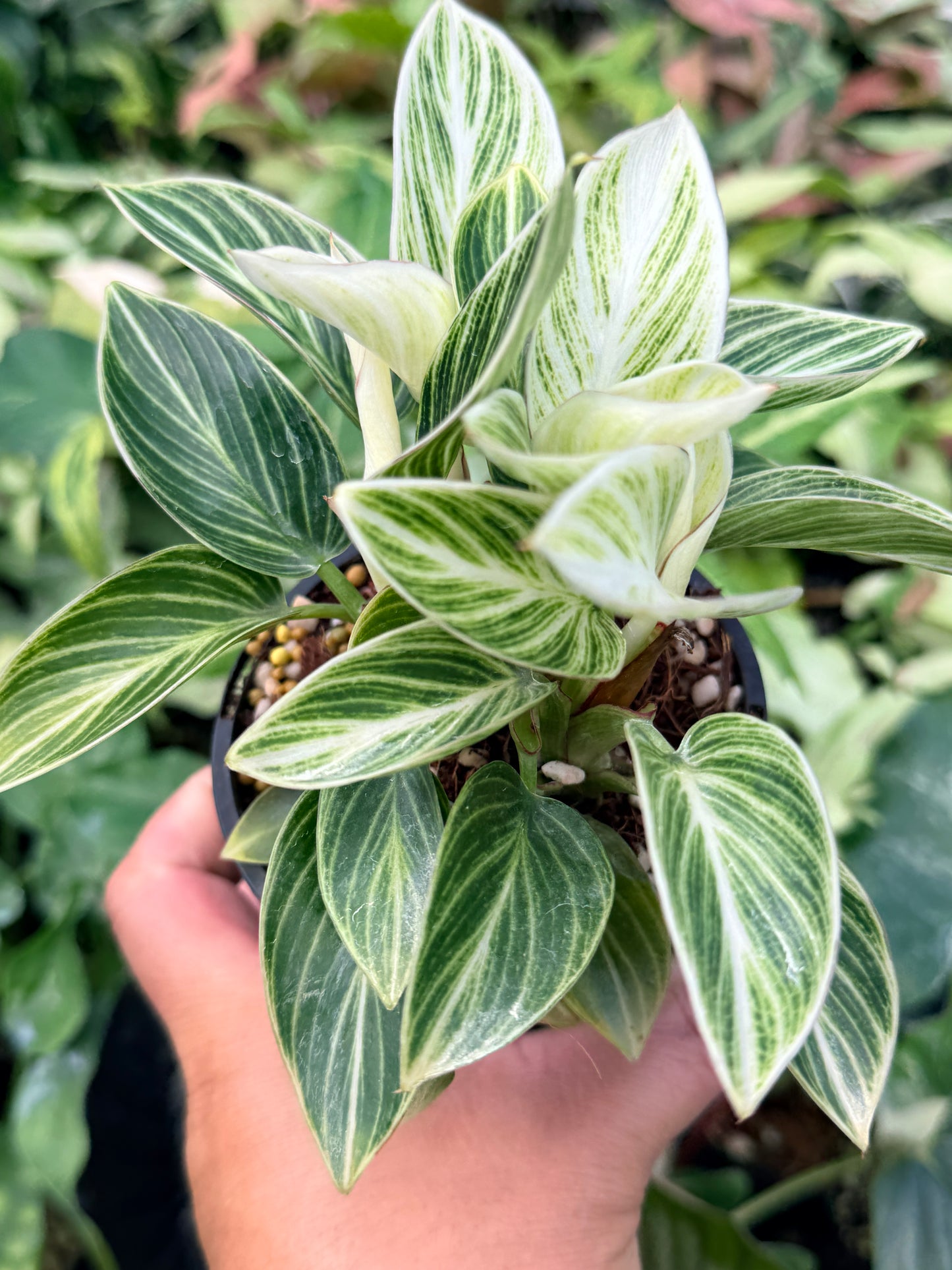 Philodendron 'Birkin' Variegata N39