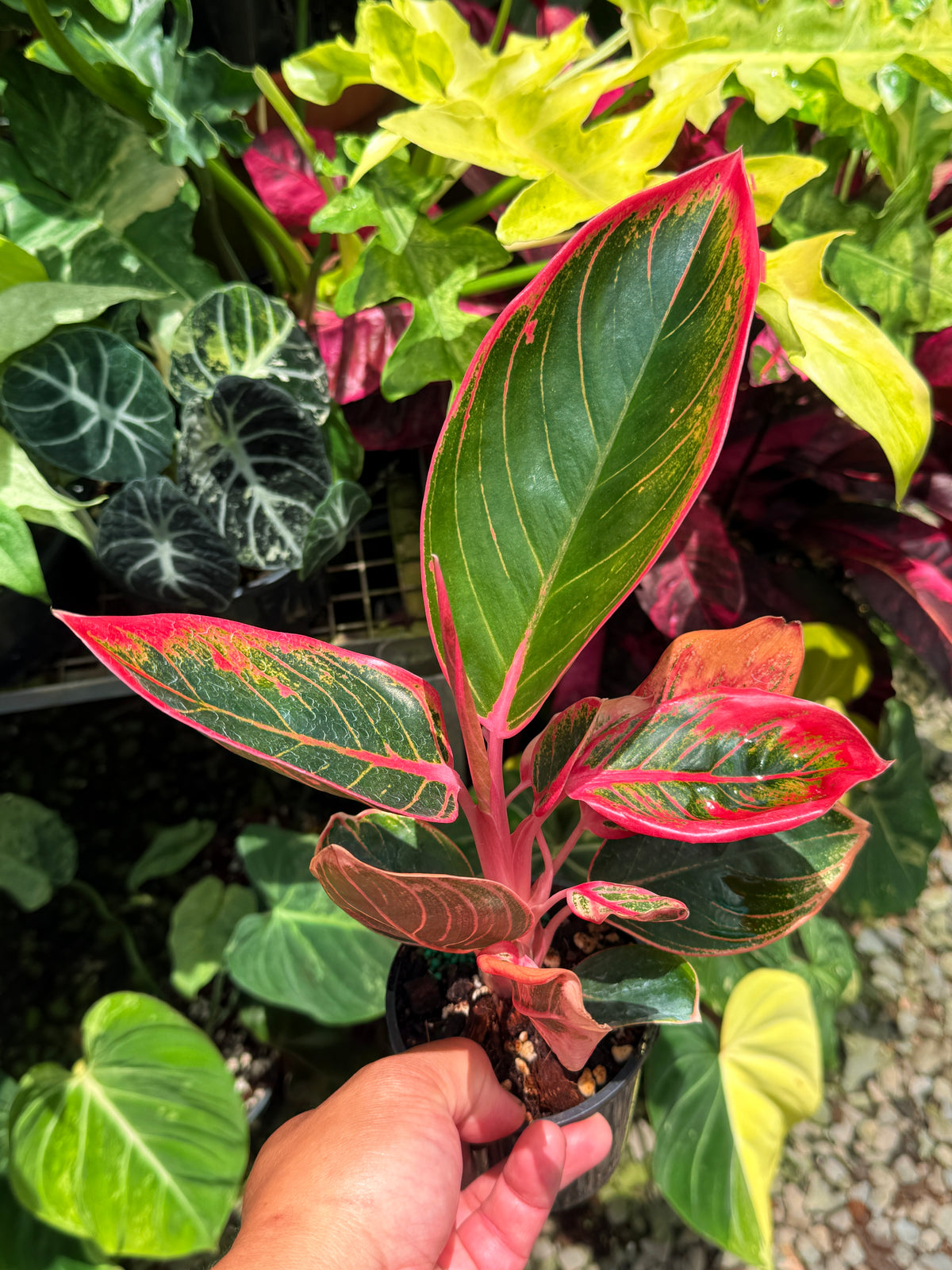Aglaonema 'Lipstick Kanza' U16