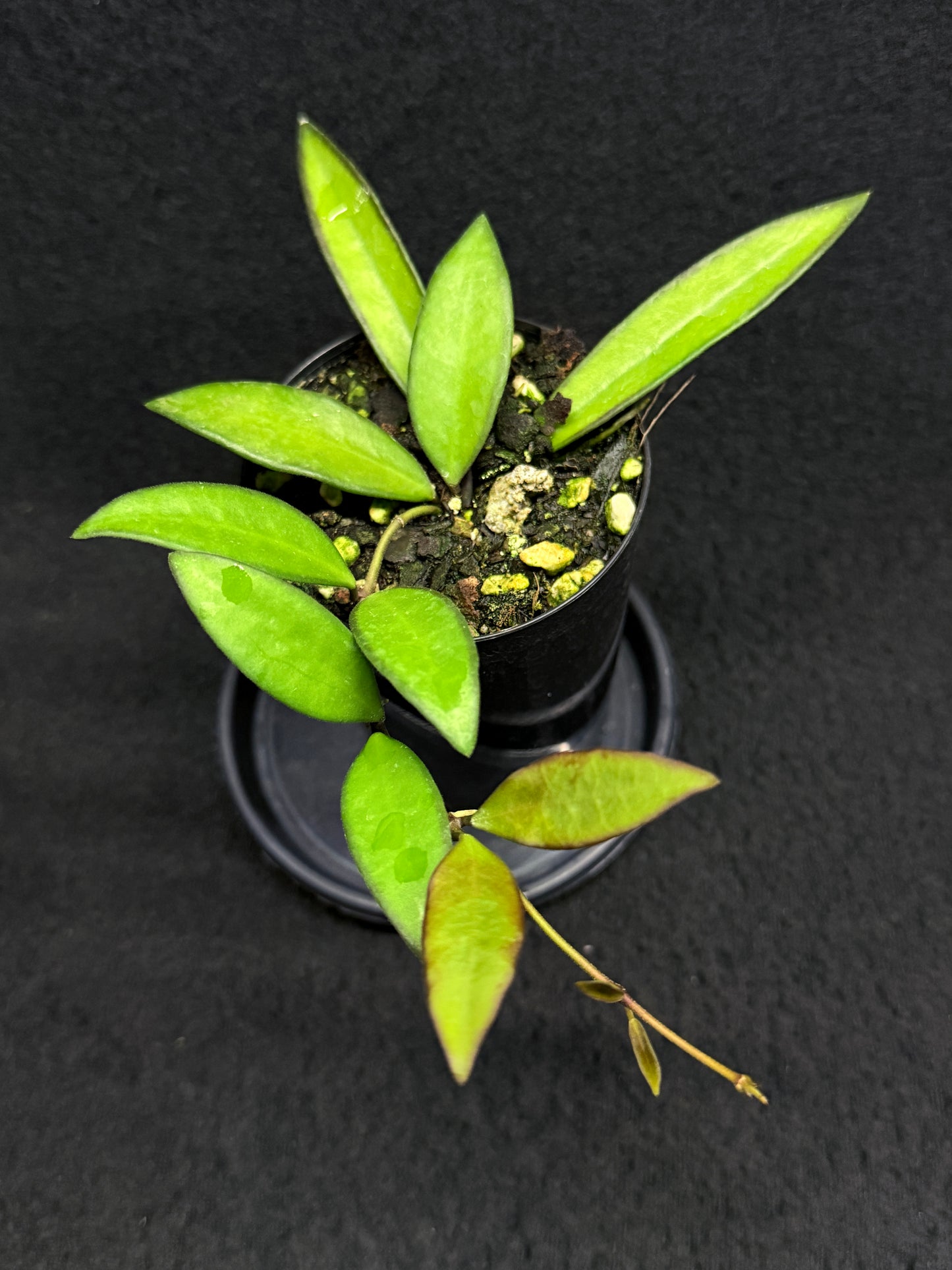 Hoya 'Rosita' - Rarely Offered H32