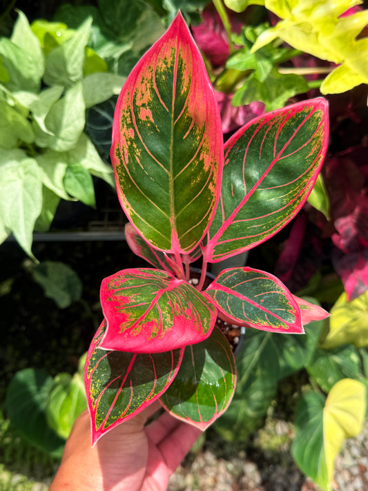 Aglaonema 'Lipstick Kanza' U18