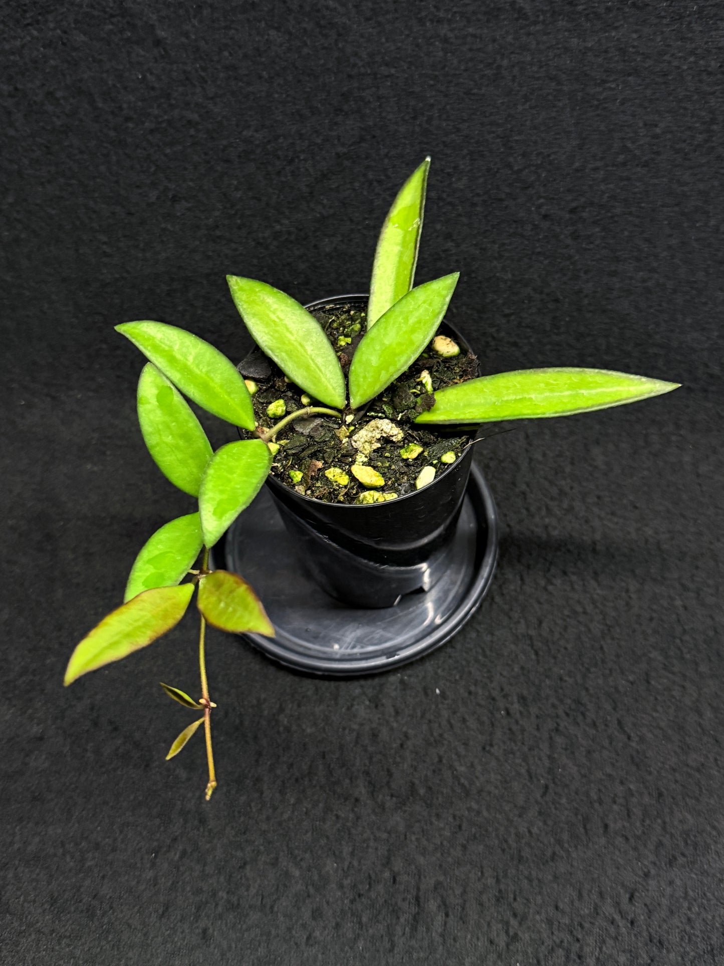 Hoya 'Rosita' - Rarely Offered H32