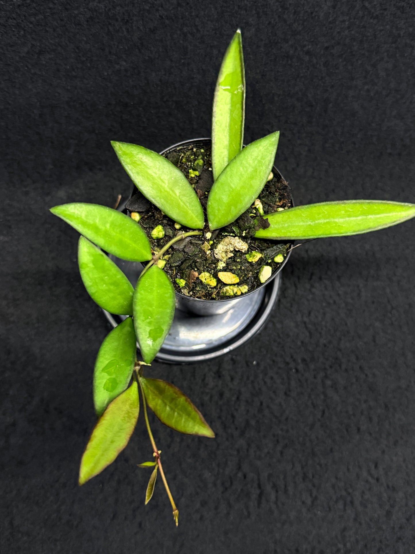 Hoya 'Rosita' - Rarely Offered H32