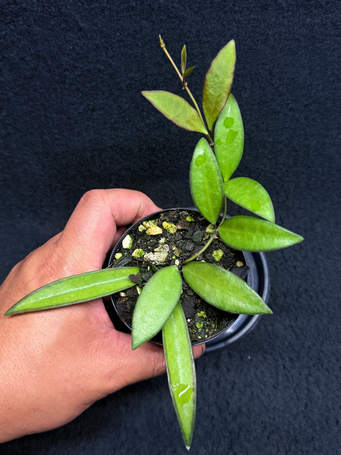 Hoya 'Rosita' - Rarely Offered H32