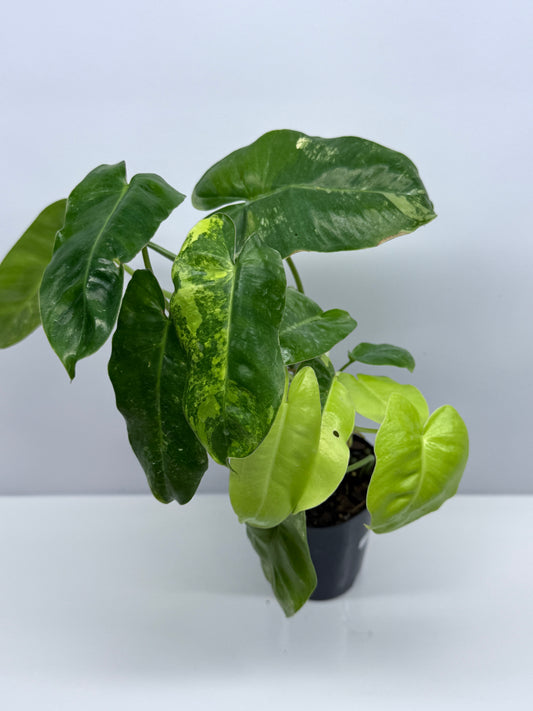 Philodendron Burle Marx Variegata U21