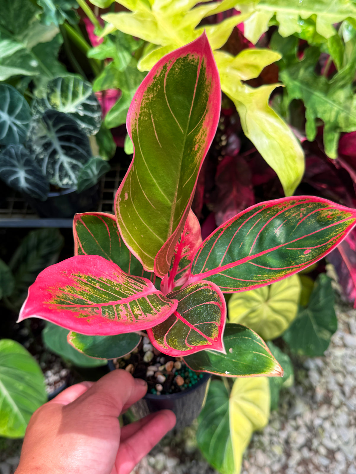 Aglaonema 'Lipstick Kanza' U17