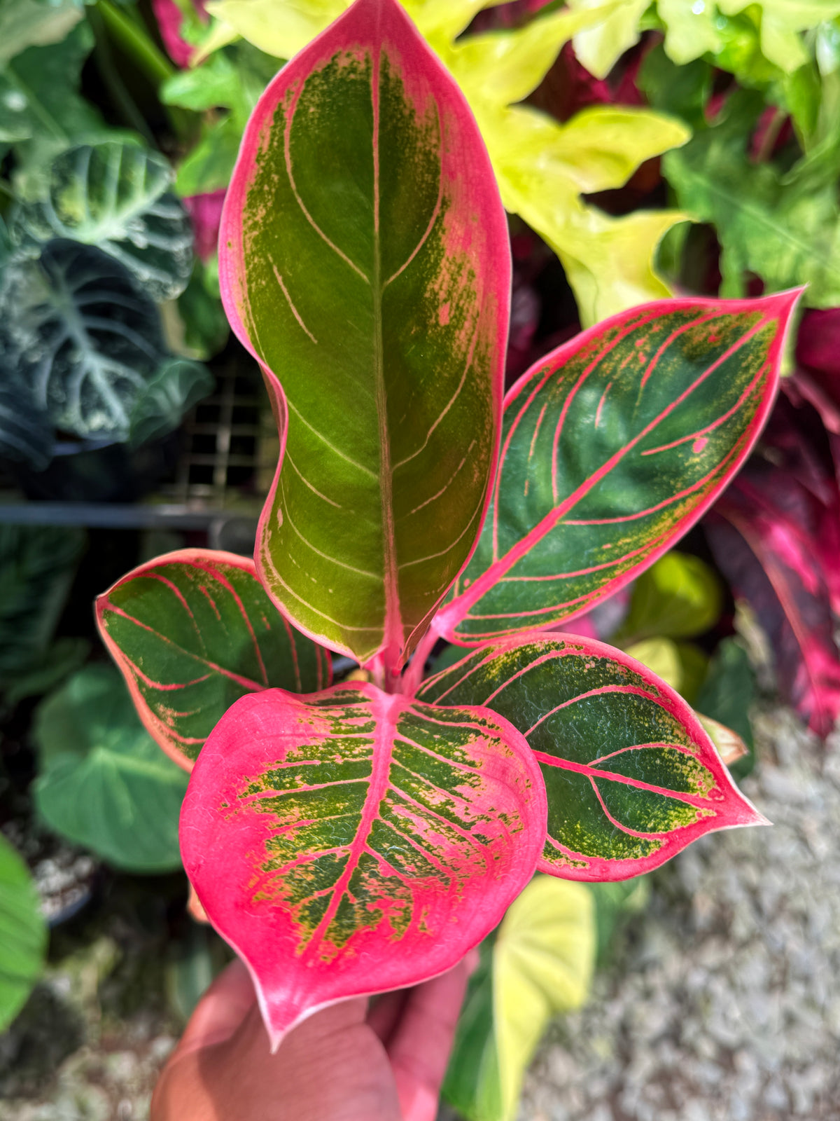 Aglaonema 'Lipstick Kanza' U17