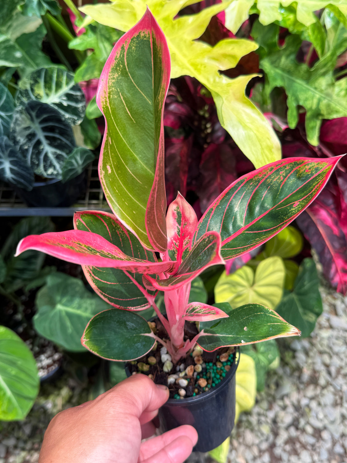 Aglaonema 'Lipstick Kanza' U17