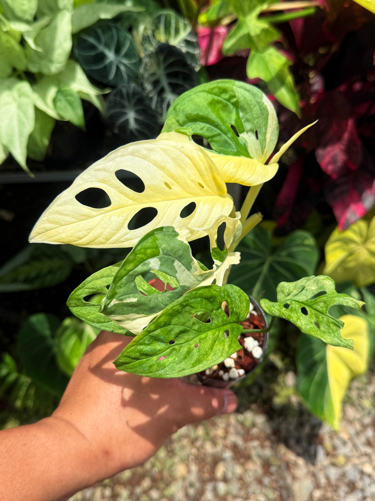 Monstera adansonii ‘Variegated Albo’ R53