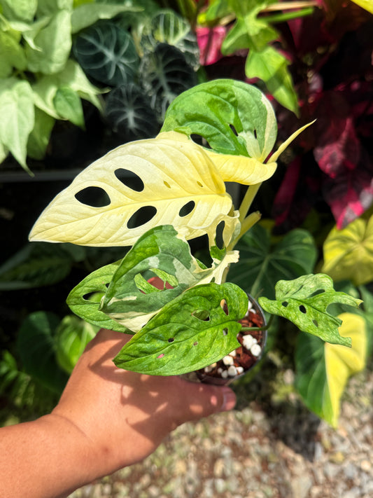 Monstera adansonii ‘Variegated Albo’ R53