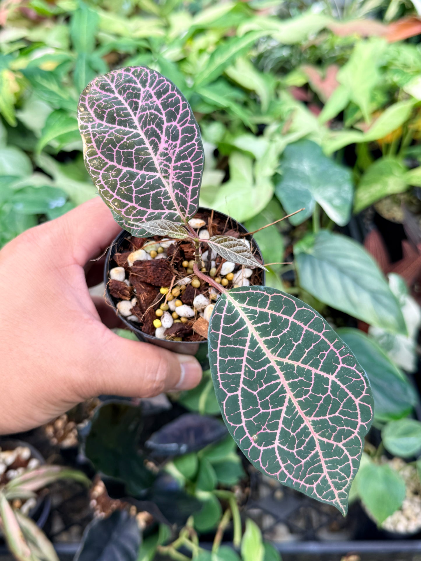 Prestonia Quinquangularis 'Dogbane' N33